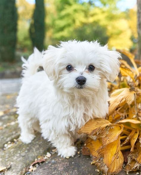 mini maltese.